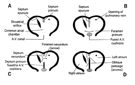 Embryology - 1 | Medical Science Optional Notes for UPSC