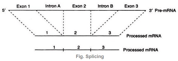 Gene | Zoology Optional Notes for UPSC