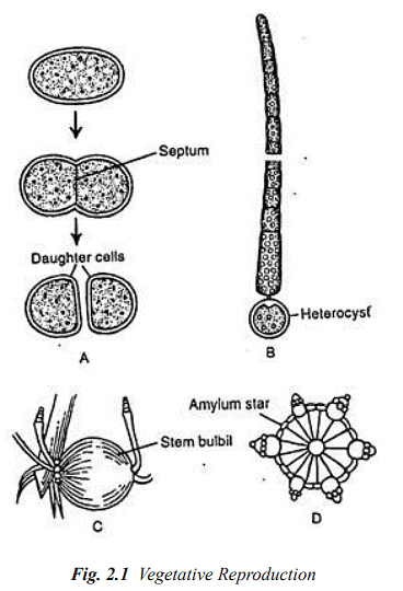 Structure and Reproduction Algae | Botany Optional for UPSC