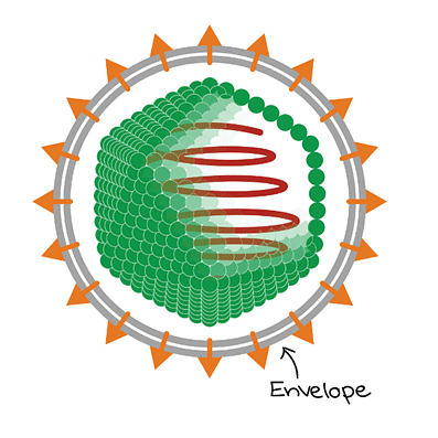 Structure and Reproduction in Viruses | Botany Optional for UPSC