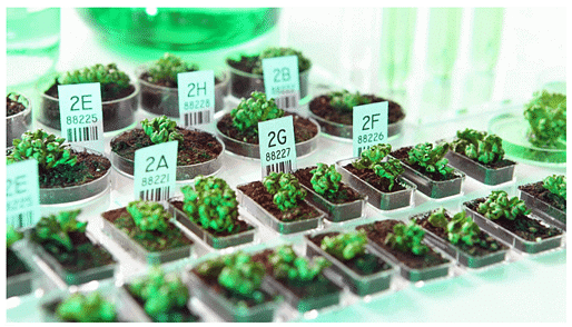 Somaclonal Variation and its Applications | Botany Optional for UPSC