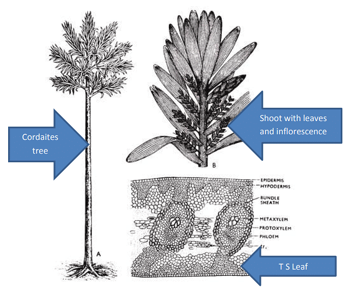 Type of Fossils and their Study Techniques | Botany Optional for UPSC