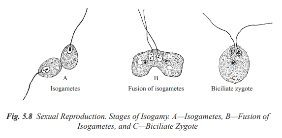 Structure and Reproduction Fungi & Lichens | Botany Optional for UPSC