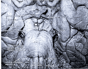 Embryology - 1 | Medical Science Optional Notes for UPSC