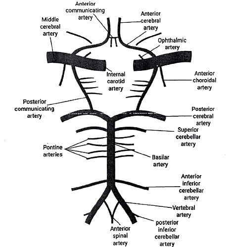 Embryology - 1 | Medical Science Optional Notes for UPSC
