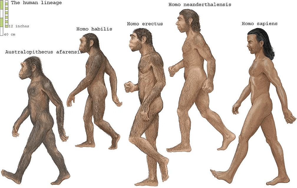 Neanderthal Man | Anthropology Optional for UPSC