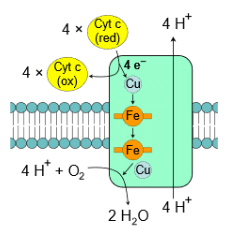 Electron transport chain, Oxidative phosphorylation & Photorespiration | Botany Optional for UPSC