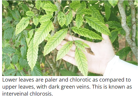 Mineral Deficiencies | Botany Optional for UPSC