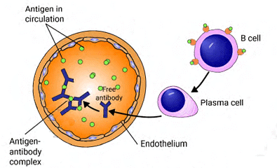 Hypersensitivity Reactions | Medical Science Optional Notes for UPSC