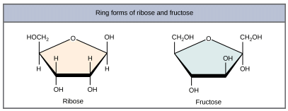 Structure and Role of Carbohydrates | Zoology Optional Notes for UPSC
