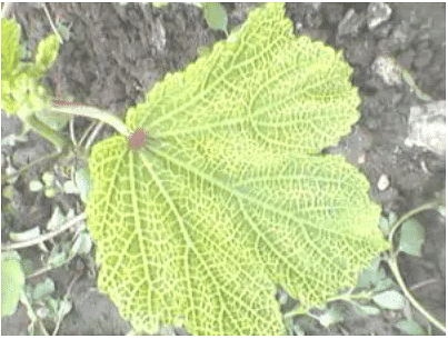 Important Crop Diseases Caused by Mycoplasma, Nematodes | Botany Optional for UPSC