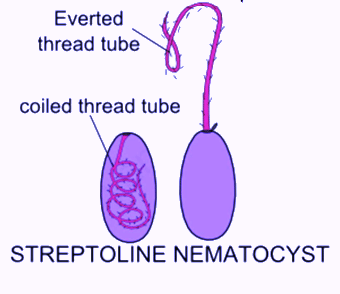 Cnidaria: Defensive structures and their mechanism | Zoology Optional Notes for UPSC