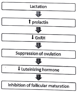 Lactation | Medical Science Optional Notes for UPSC