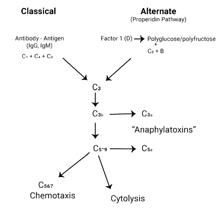 Complement Pathway - Medical Science Optional Notes for UPSC PDF Download