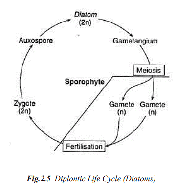 Structure and Reproduction Algae | Botany Optional for UPSC