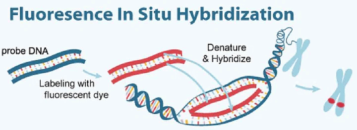 Cytogenetic Method (Chromosomal and karyo-Type Analysis) | Anthropology Optional for UPSC