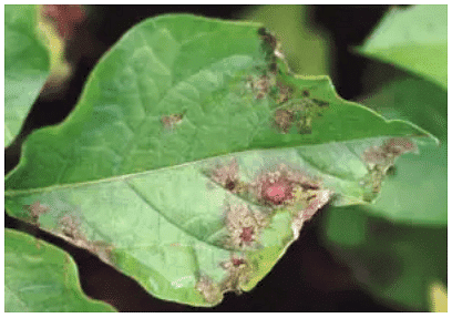Important Crop Diseases Caused by Mycoplasma, Nematodes | Botany Optional for UPSC