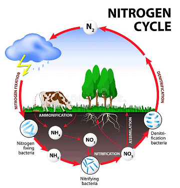 Biosphere: Biogeochemical Cycles | Zoology Optional Notes for UPSC