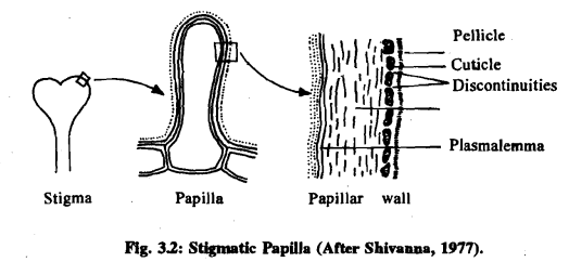 Pollination & Fertilization | Botany Optional for UPSC