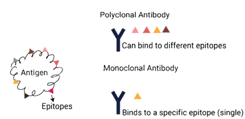 Assessment of Immune Function, Monoclonal Antibodies | Medical Science Optional Notes for UPSC