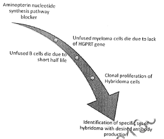 Immunology | Medical Science Optional Notes for UPSC