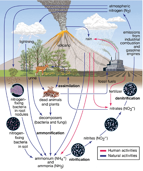 Nitrogen Cycle