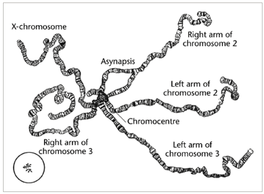 Polytene Chromosomes | Botany Optional for UPSC
