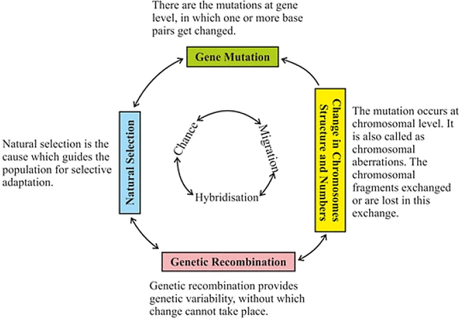 Synthetic Theory of Evolution (Post-Darwinian) | Anthropology Optional for UPSC