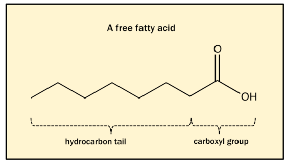 Lipid Metabolism | Botany Optional for UPSC