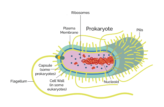 The key structures present in a prokaryote cell
