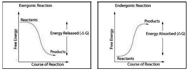 Concept of Bioenergetics | Zoology Optional Notes for UPSC