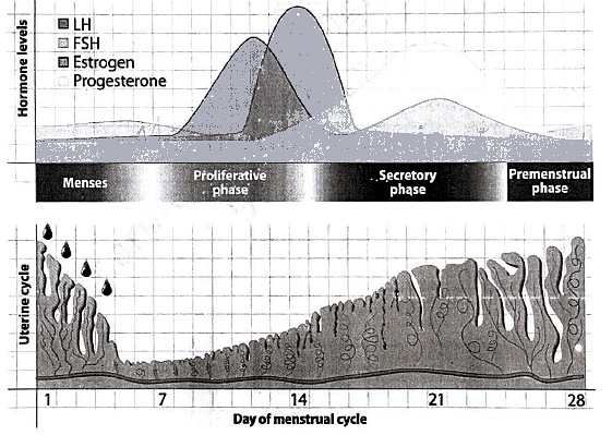 Menstrual Cycle | Medical Science Optional Notes for UPSC