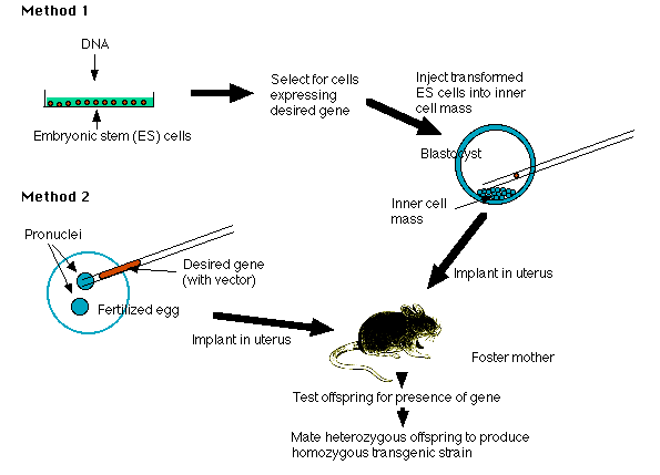 Transgenic Animals | Zoology Optional Notes for UPSC