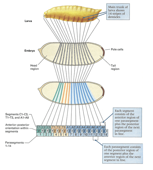 Development of Genetics | Botany Optional for UPSC