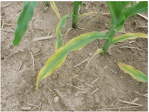 Figure 2: Potassium deficiency symptoms in corn on outer leaf margins, appearing on older leaves first.