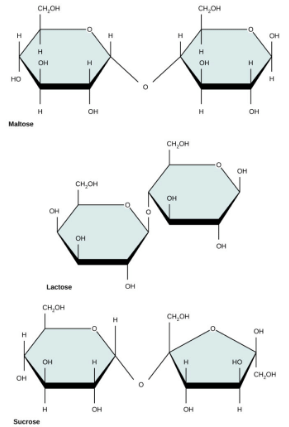 Structure and Role of Carbohydrates | Zoology Optional Notes for UPSC