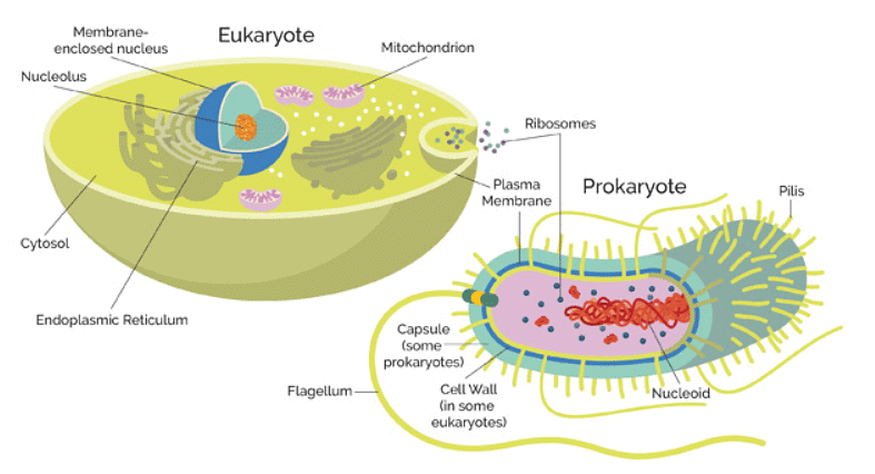 A comparison showing the shared and unique features of prokaryotes and eukaryotes