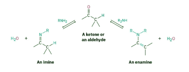 Nucleophilic Addition of Amines- Imine and Enamine Formation - Chemistry