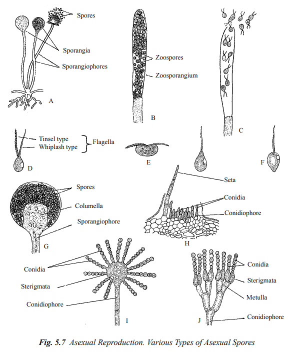Structure and Reproduction Fungi & Lichens | Botany Optional for UPSC
