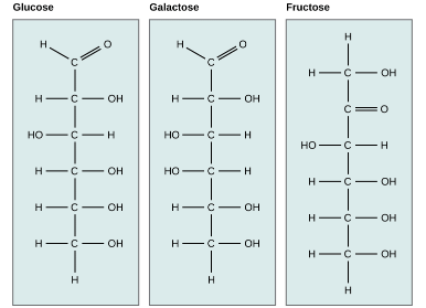Structure and Role of Carbohydrates | Zoology Optional Notes for UPSC