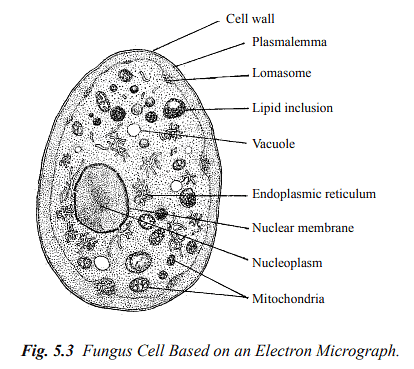 Structure and Reproduction Fungi & Lichens | Botany Optional for UPSC