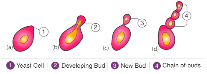 Structure and Reproduction of Fungi | Botany Optional for UPSC