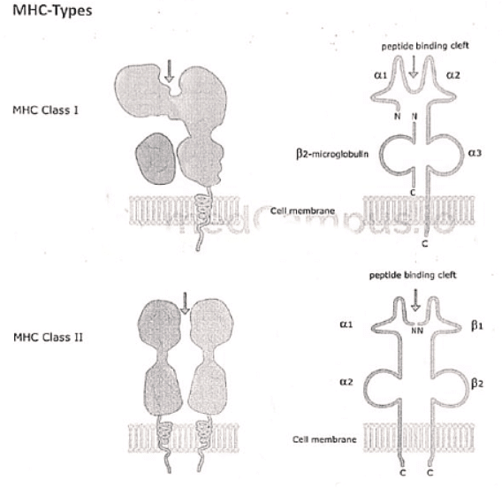 Immunology | Medical Science Optional Notes for UPSC