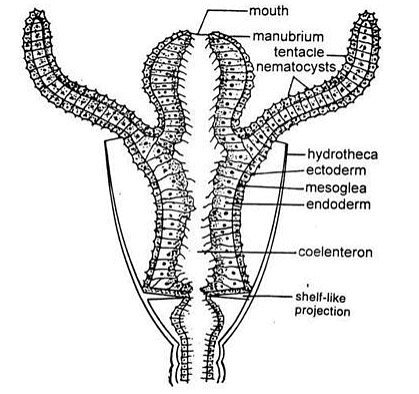 Cnidaria Obelia - Zoology Optional Notes for UPSC PDF Download