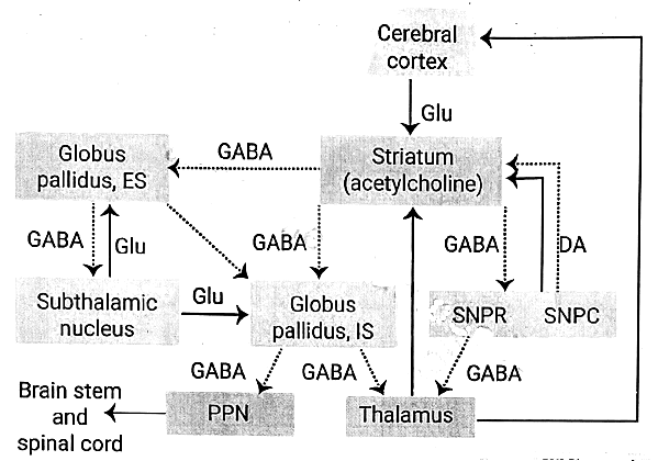 Basal Ganglia | Medical Science Optional Notes for UPSC