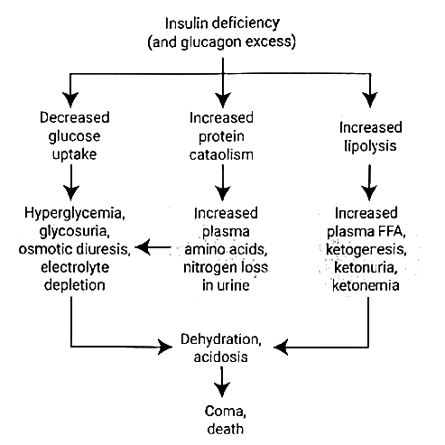 Hormones | Medical Science Optional Notes for UPSC