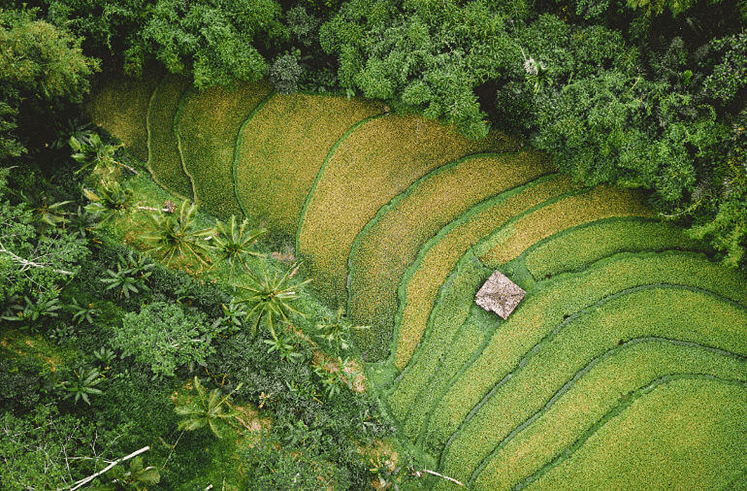 Agro and Social-Forestry | Geography Optional for UPSC