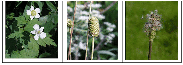 Propagation and Dissemination of Weed Seeds | Agriculture Optional for UPSC