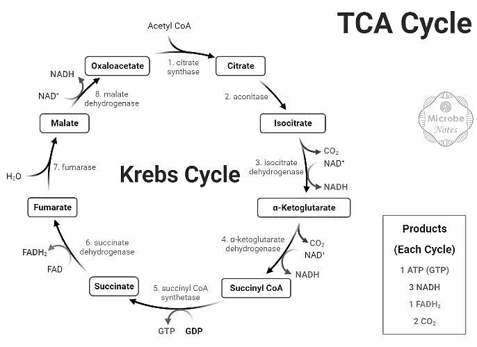 Krebs Cycle | Zoology Optional Notes for UPSC