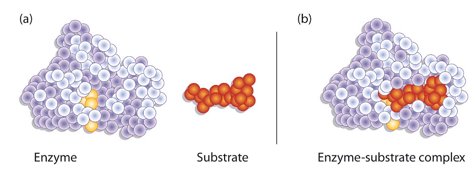 Enzymes and Coenzyme | Botany Optional for UPSC
